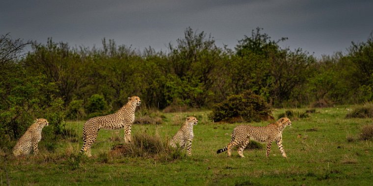 093 Masai Mara, jachtluipaarden.jpg